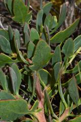 Othonna coronopifolia