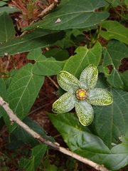 Gonolobus incerianus