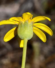 Othonna coronopifolia