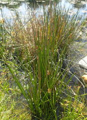 Eleocharis limosa
