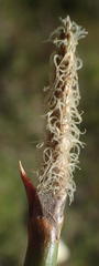 Eleocharis limosa
