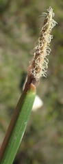 Eleocharis limosa