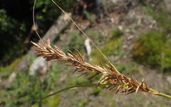 Carex capensis