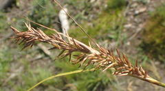 Carex capensis