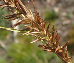 Carex capensis