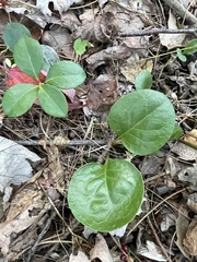 Pyrola americana