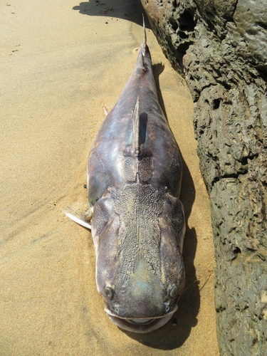 Catfish (Sciades proops) — Ariidae — 3