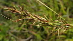 Carex capensis