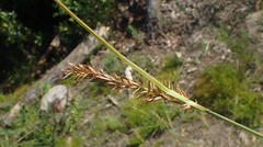 Carex capensis