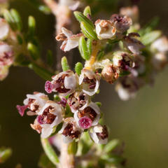 Erica hispidula hispidula