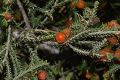Passerina ericoides