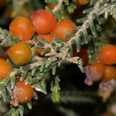 Passerina ericoides
