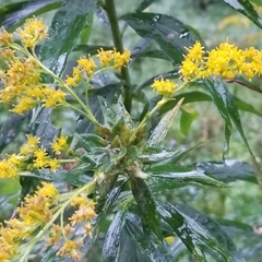 Asphondylia solidaginis