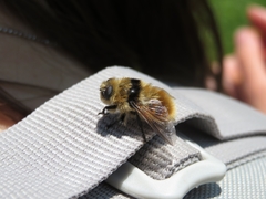 Cephenemyia stimulator
