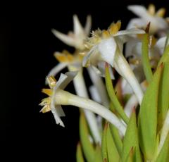 Struthiola dodecandra