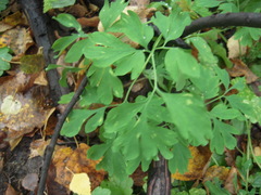 Corydalis capnoides