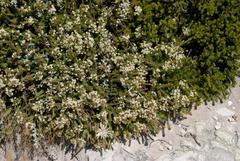 Struthiola dodecandra