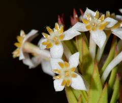 Struthiola dodecandra
