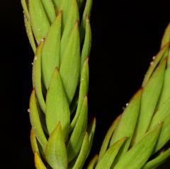 Struthiola dodecandra