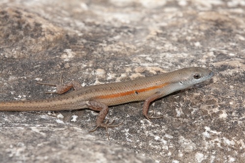 Tussock Rainbow-skink, Carlia vivax