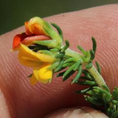 Aspalathus juniperina juniperina