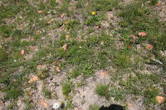 Aspalathus juniperina juniperina