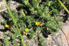 Aspalathus juniperina juniperina