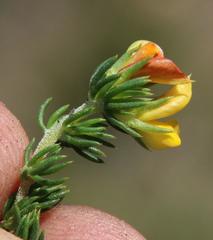 Aspalathus juniperina juniperina