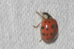 Harmonia axyridis