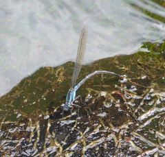 Argia albistigma