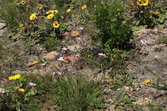 Pelargonium longicaule