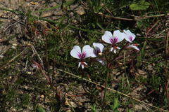 Pelargonium longicaule