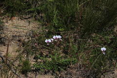 Pelargonium longicaule