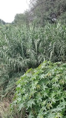 Arundo donax