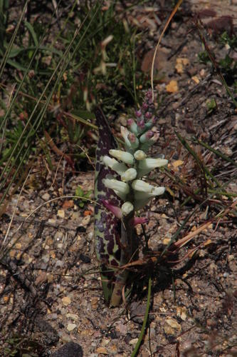 Lachenalia capensis
