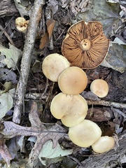 Cortinarius flavifolius