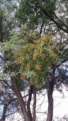 Psittacanthus calyculatus
