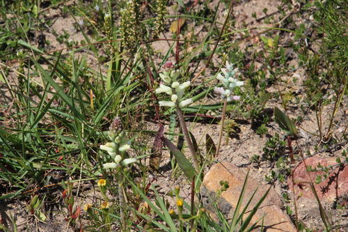 Lachenalia capensis