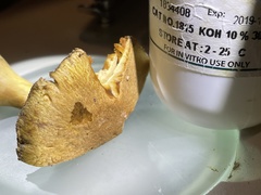 Cortinarius flavifolius