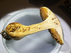 Cortinarius flavifolius