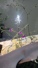 Mirabilis viscosa
