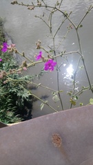 Mirabilis viscosa