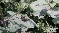 Sphenarium purpurascens