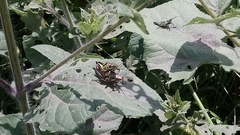 Sphenarium purpurascens