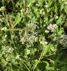 Mikania scandens image