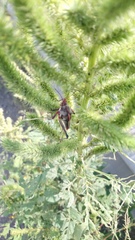 Sphenarium purpurascens