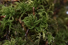 Leucolepis