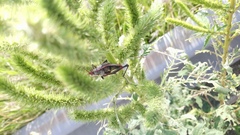 Sphenarium purpurascens