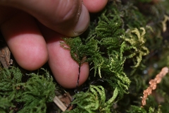 Leucolepis