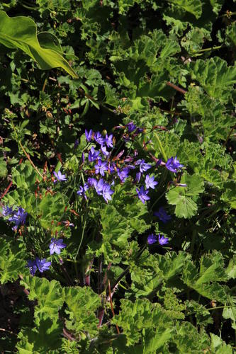Geissorhiza aspera